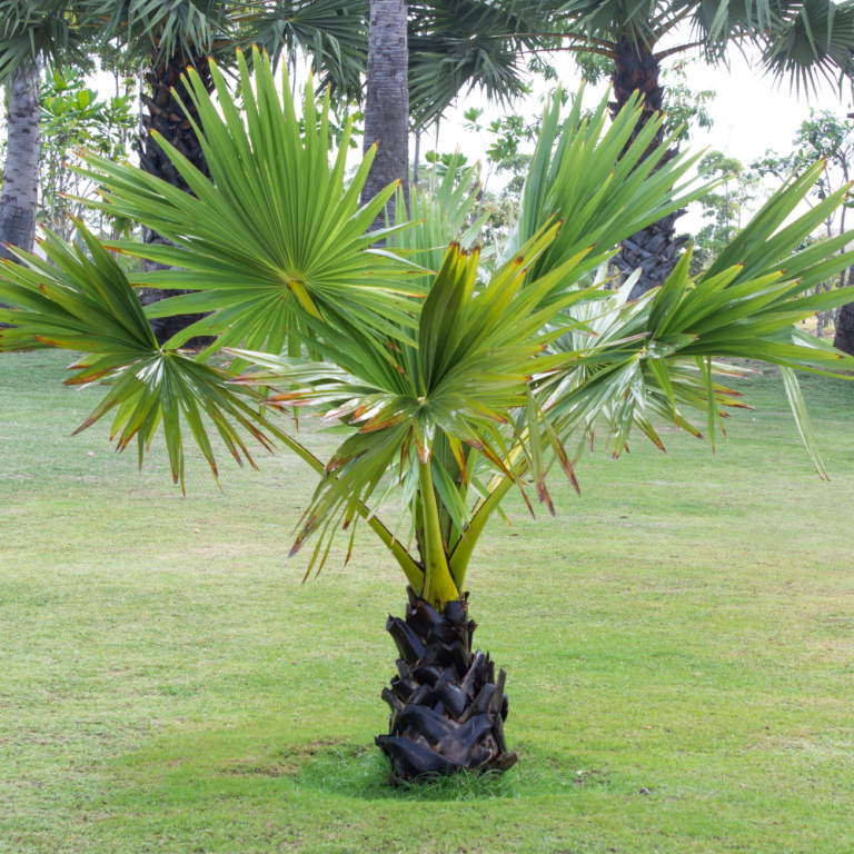 poda-palmera-pequeña