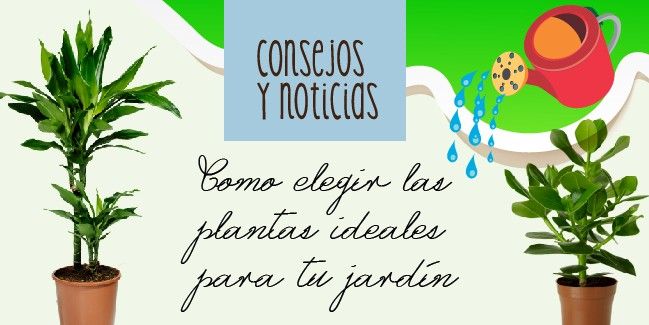 como_elegir_las_plantas_ideales_para_tu_jardin
