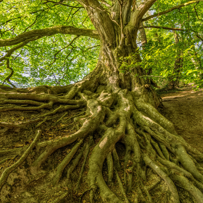 endoterapia-vegetal-4