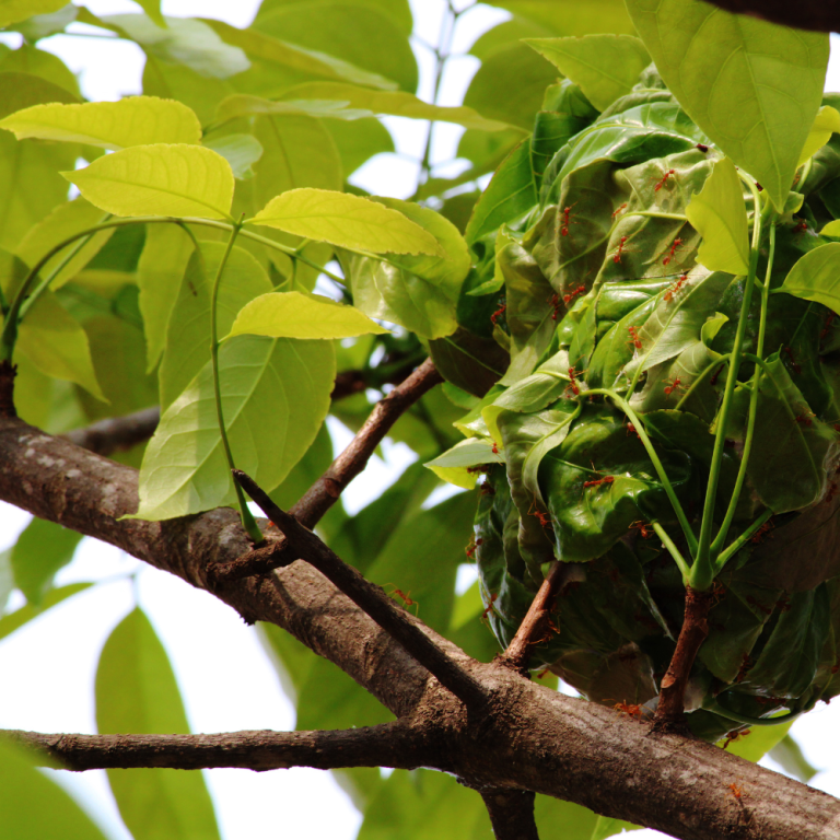 endoterapia-vegetal-beneficios-1