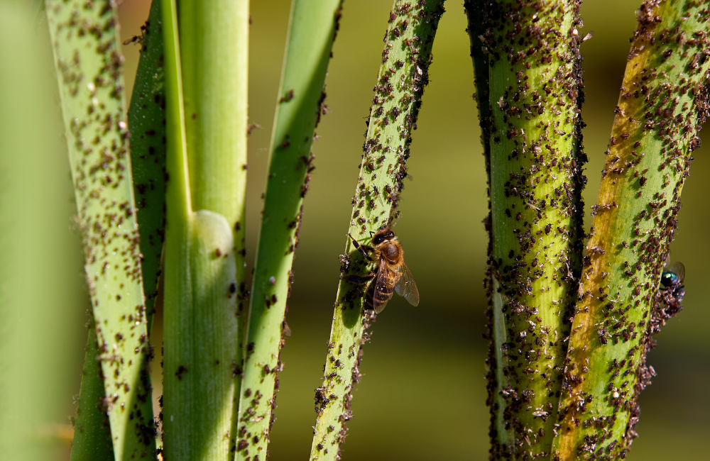 endoterapia-vegetal-plagas