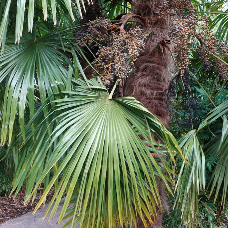 poda-de-palmeras (1)