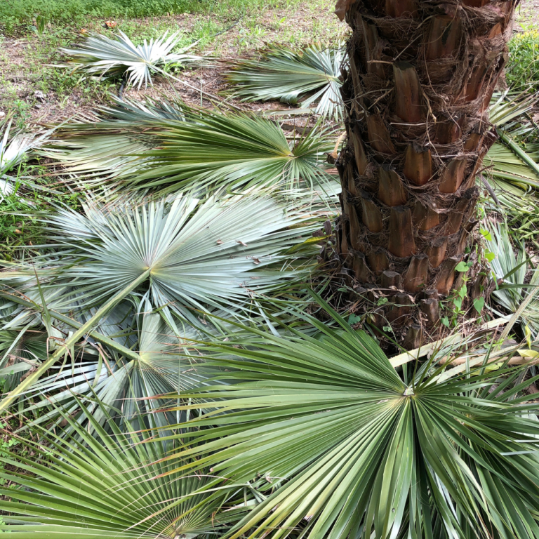 poda-de-palmeras-4