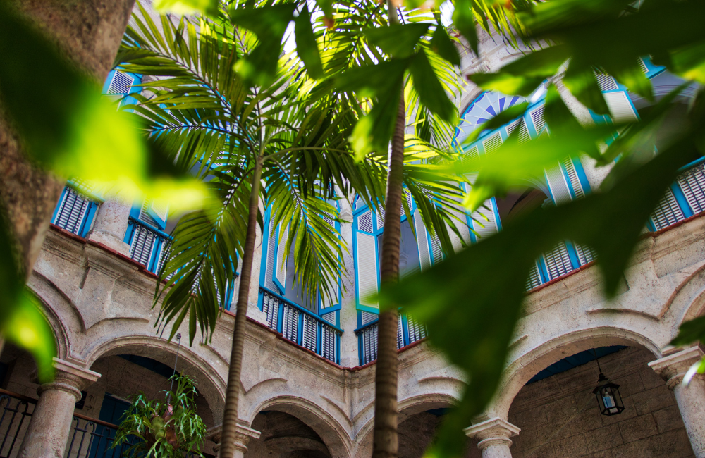 poda-de-palmeras-interior (1)