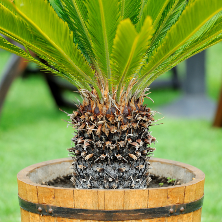 poda-palmera-de-interior (1)