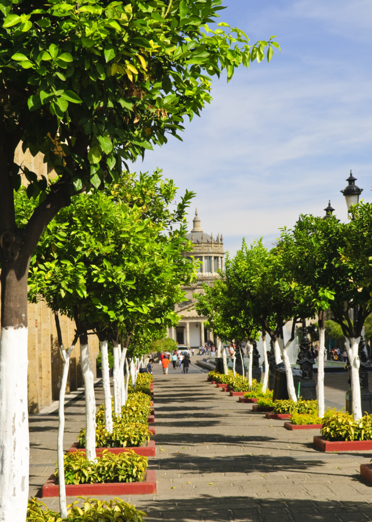 proyectos-de-jardineria-y-paisajismo-1