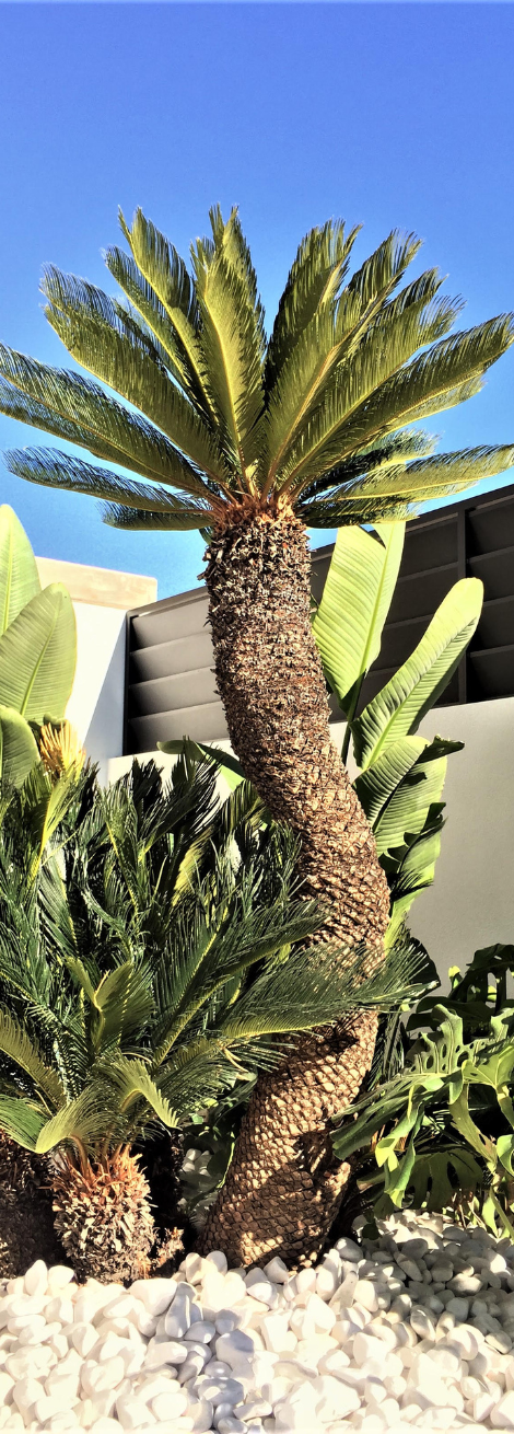 bloque-cycas-jardineria-ramal